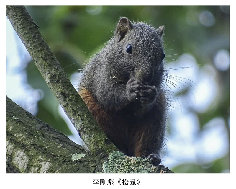 李刚彪《松鼠》.jpg