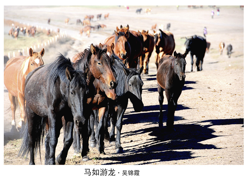 吴锦霞-马如游龙.jpg