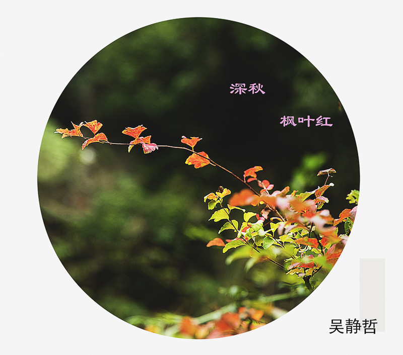 吴静哲-深秋枫叶红.jpg