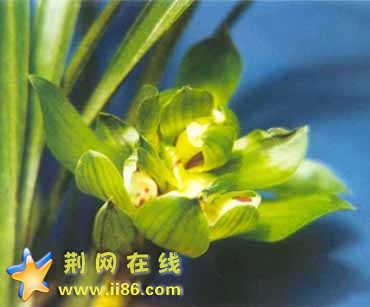 台州牡丹