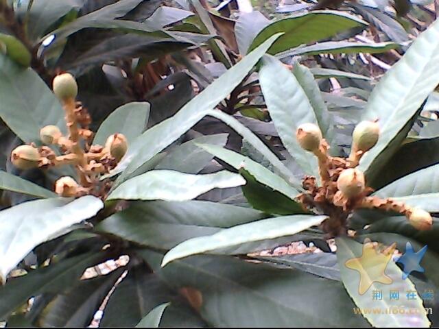 IMG0156A.jpg