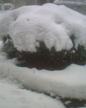 这棵小树压在下面了呀