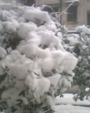 看这树枝多压的抬不起头了