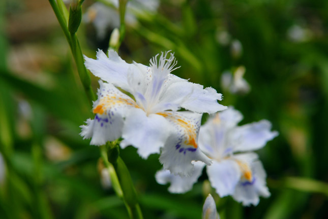 DSC_0013a.jpg