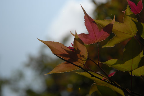 DSC_0079.jpg