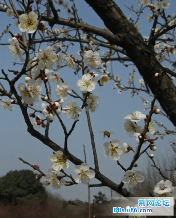 最爱西湖2 01421.JPG