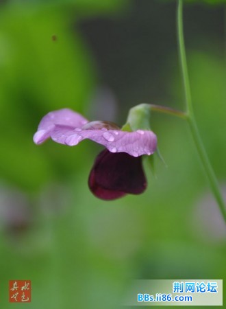 DSC_0080.JPG