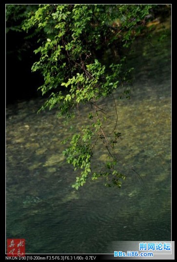 花草叶15.jpg