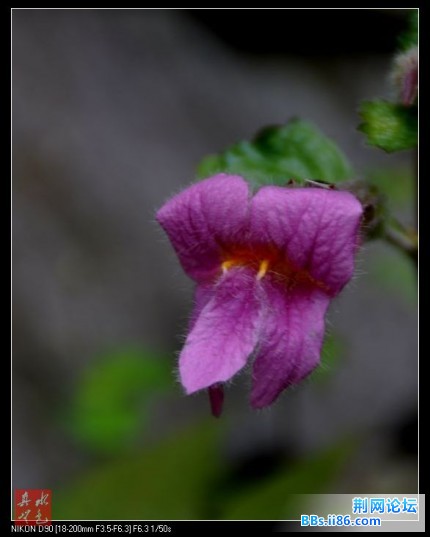花草叶4.jpg