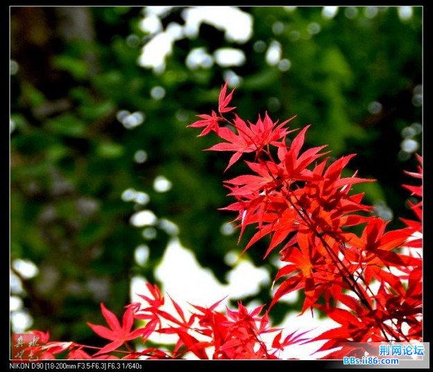 花草叶7.jpg