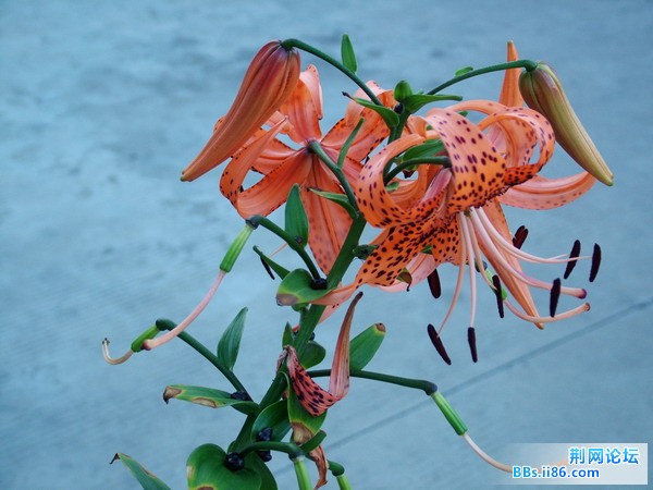 DSCF4336.JPG