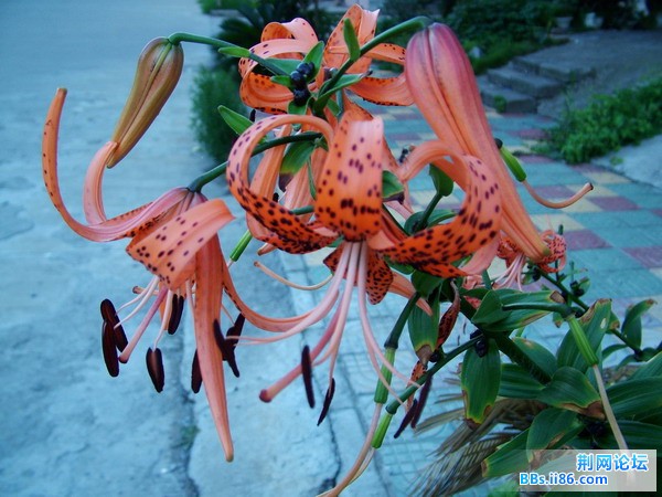 DSCF4341.JPG