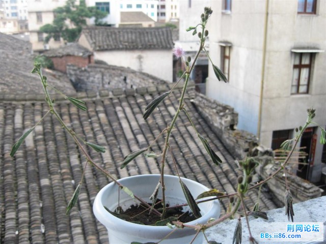IMG_4743 (大).jpg