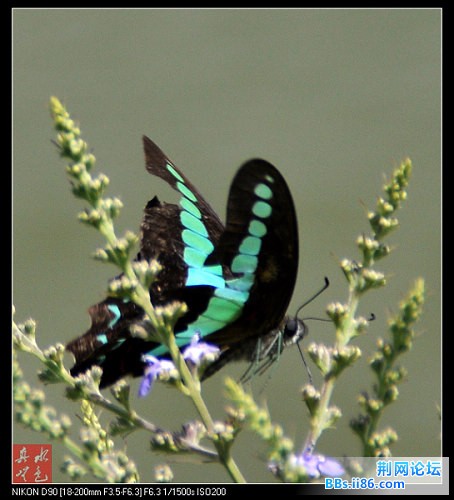 蝴蝶5.jpg