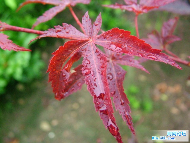 DSCF5208.JPG