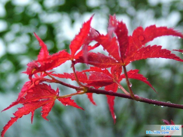 DSCF5200.JPG