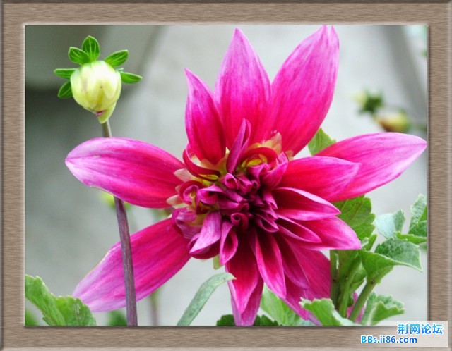 DSCF5264美艳.JPG