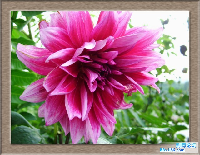 DSCF5269美中不足3.JPG