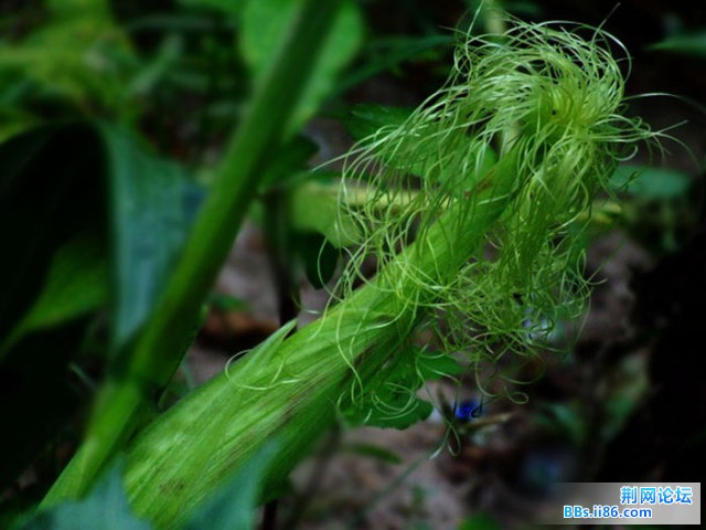 DSCF0808.JPG