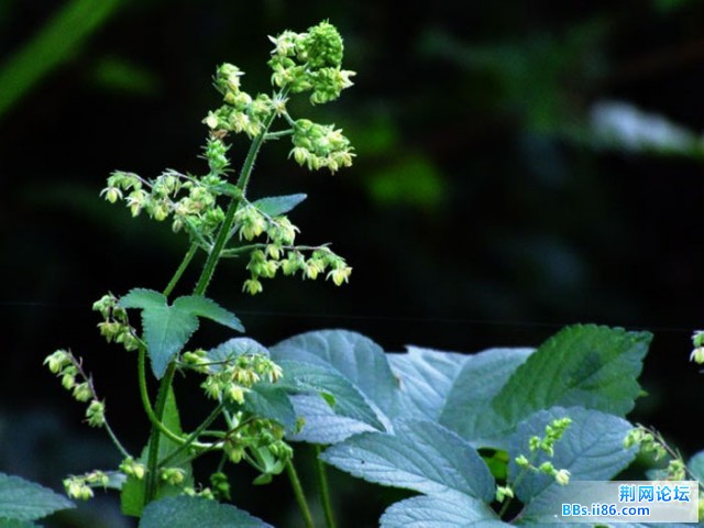 DSCF0783.JPG