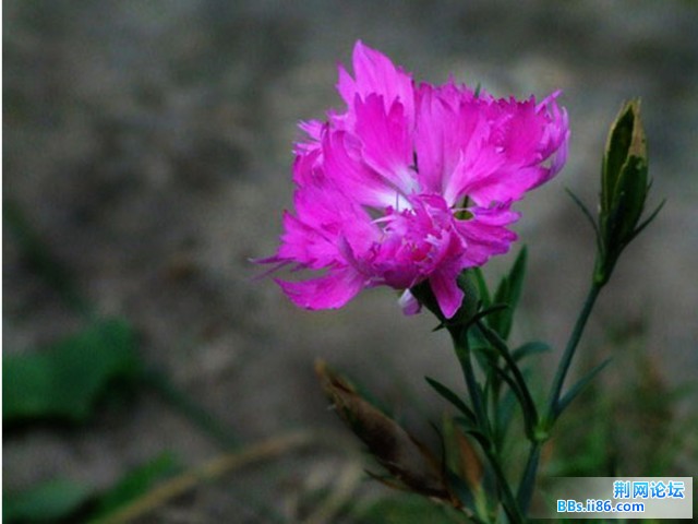 DSCF0787.JPG