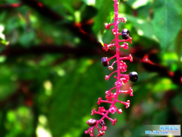 DSCF0817.JPG