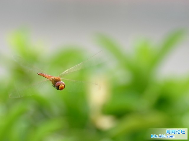 蜻蜓_6827.JPG