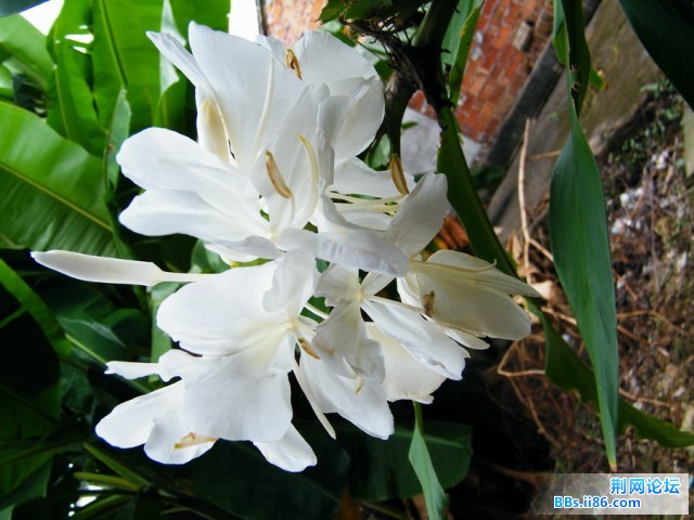 DSCF0411.JPG