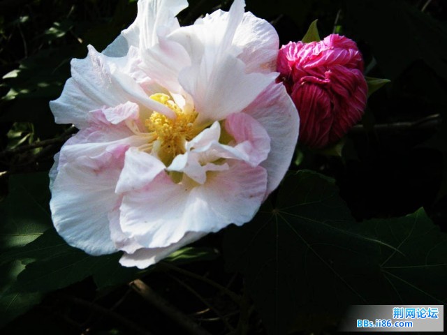 DSCF2911.JPG