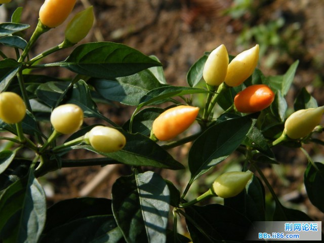 DSCF4187.JPG