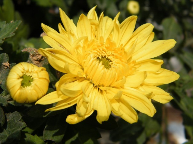 1-DSCF4789.JPG
