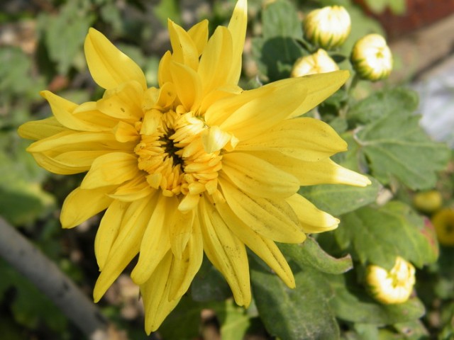 1-DSCF4788.JPG