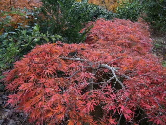 DSCF5719.JPG