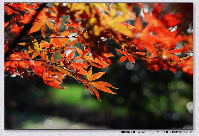 nEO_IMG_DSC_7798.jpg