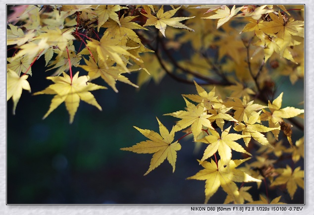 nEO_IMG_DSC_7830.jpg