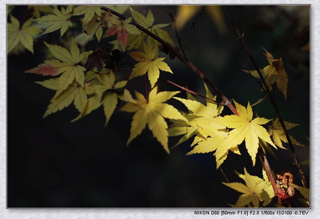 nEO_IMG_DSC_7829.jpg