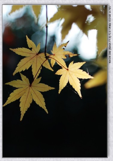 nEO_IMG_DSC_7832.jpg