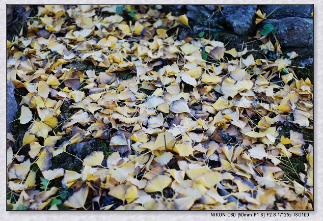 nEO_IMG_DSC_7917.jpg