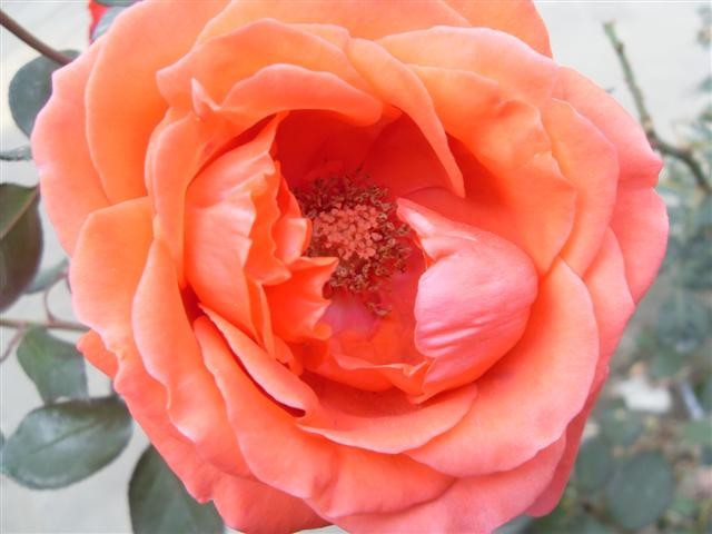 SDC14977.JPG