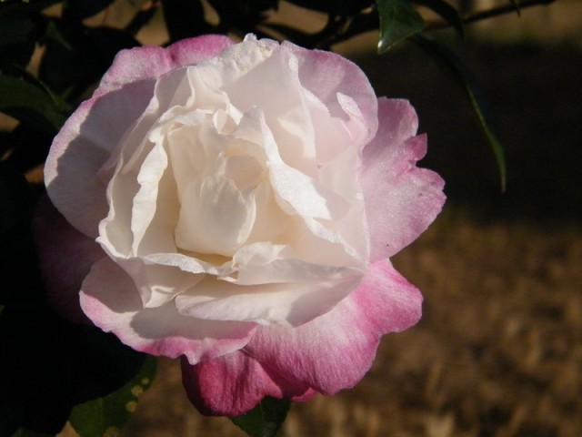 DSCF5798.JPG