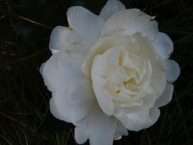 DSCF5892.JPG