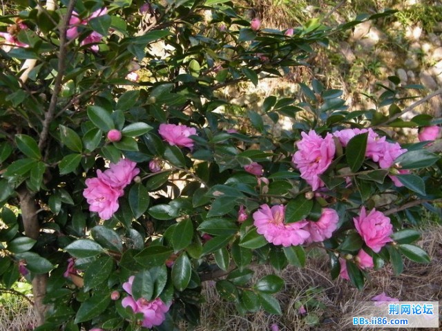 05园角处的正开的茶花DSCF5795.JPG