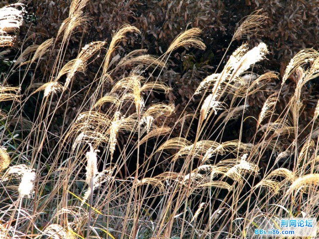 软毛DSCF6519.JPG