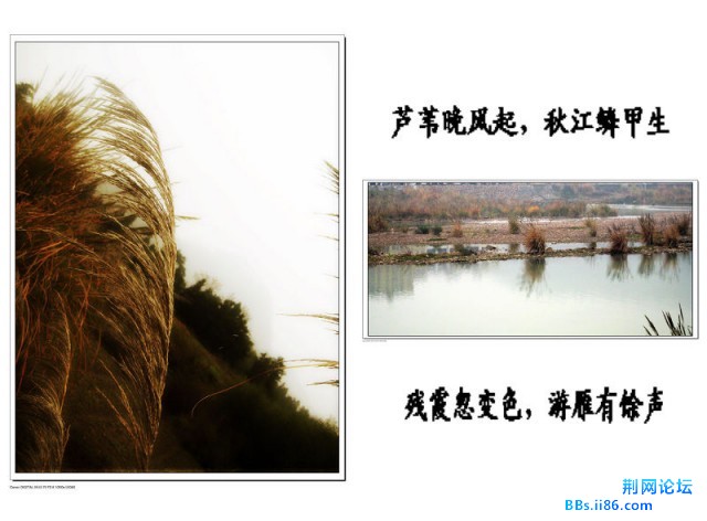 芦苇岸2.jpg