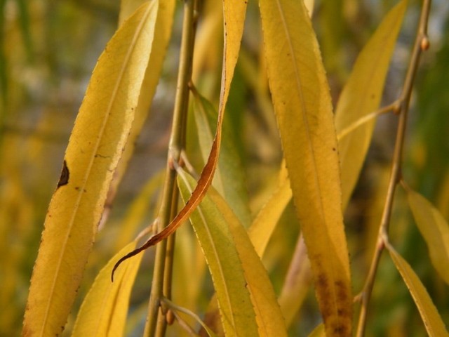 DSCF8640.JPG