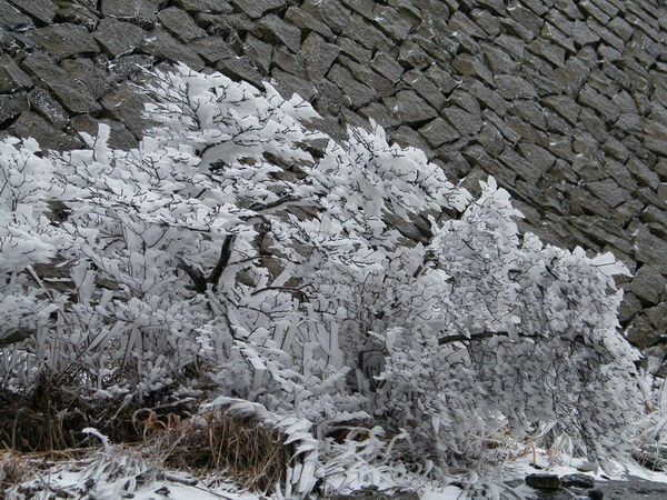 冰雪银树DSCF9887.JPG
