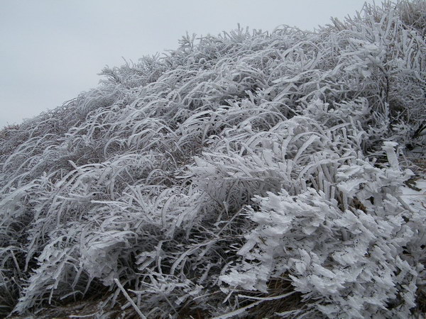 冰雪银树DSCF9890.JPG