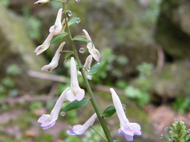春4DSCF0442.JPG