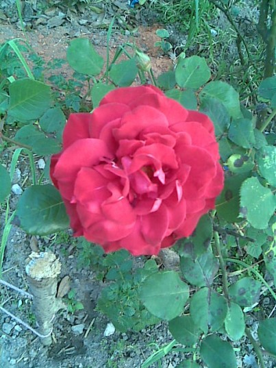 Image001.jpg