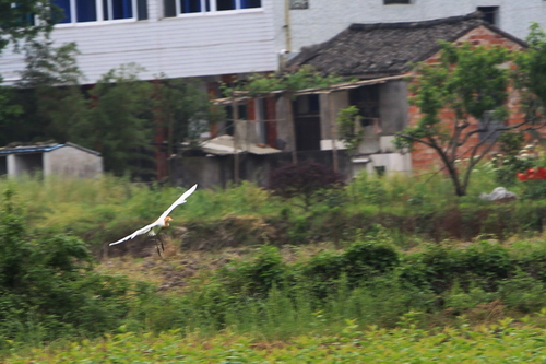BI0E1008.JPG